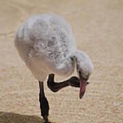 Baby Flamingo Art Print