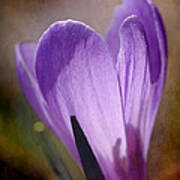 Backlit Crocus Art Print