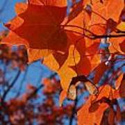 Backlit Orange Sugar Maple Leaves Art Print