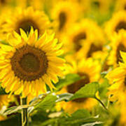 Backlit Sunflower Art Print