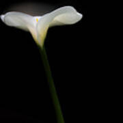Backlit White Calla Lily Art Print