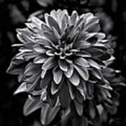 Backyard Flowers In Black And White 15 Art Print