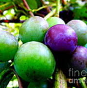 Backyard Grapes Art Print