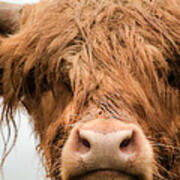 Highland Cow, Bad Hair Day Art Print
