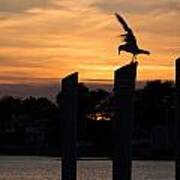 Balance - A Seagull Sunset Silhouette Art Print