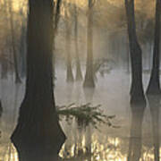 Bald Cypress Swamp At Dawn Lake Fausse Art Print