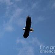 Bald Eagle Art Print