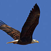 Bald Eagle Fly By Art Print