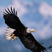 Bald Eagle Flying, Kachemak Bay Art Print