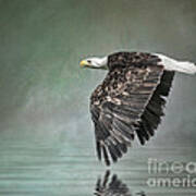 Bald Eagle In Mist Art Print