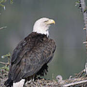 Bald Eagle On Nest With Chick Alaska Art Print