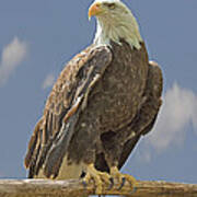 Bald Eagle Portrait Art Print