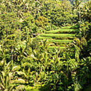 Bali Sayan Rice Terraces Art Print