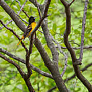 Baltimore Oriole Art Print