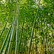 Bamboo Art Print