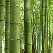 Bamboo Trees Art Print