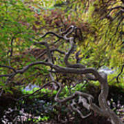 Banyan Tree At Norfolk Botanical Gardens Art Print