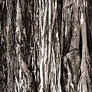 Banyan Tree Art Print