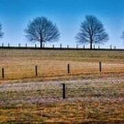 Bare Trees And Fence Posts Art Print