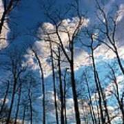 Bare Trees Fluffy Clouds Art Print
