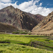 Barley Rice Field In Summer And Himalaya Moountain, Leh, Ladakh,india Art Print