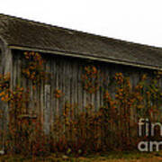 Barn 2 Art Print