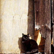 Barn Cat Art Print