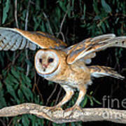 Barn Owl About To Fly Art Print