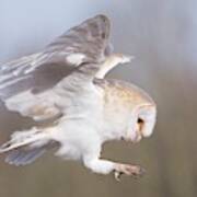 Barn Owl In Flight Before Landing Art Print