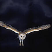 Barn Owl In Flight Art Print