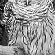 Barred Owl In Black And White Art Print