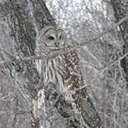 Barred Owl Art Print