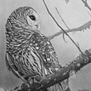 Barred Owl Art Print