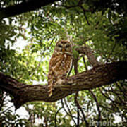 Barred Owl Under Canopy Art Print