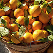 Basket Of Fresh Picked Oranges Art Print