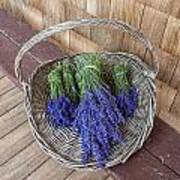 Basket Of Lavender Art Print