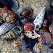 Bauxite Shells And Sand. Art Print