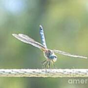 Smiling Dragonfly Art Print