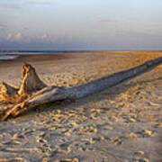 Beached Tree Dawn Art Print