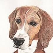 Beagle Dog Portrait Art Print