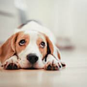 Beagle Puppy Lying Down Art Print