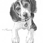 Beagle Puppy Pencil Portrait Art Print