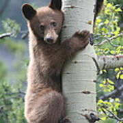 Bear Cub On Tree At Waterton Lakes National Park Art Print