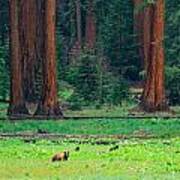 Bear In Sequoia National Park Art Print