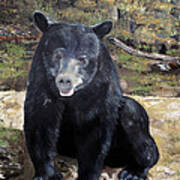 Bear - Wildlife Art - Ursus Americanus Art Print