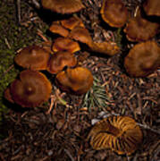 Beartooth Mountain Mushrooms   #3661 Art Print