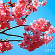 Beautiful Bright Pink Cherry Blossoms Against Blue Sky In Spring Art Print