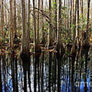 Beautiful Day In The Cypress Swamp Art Print