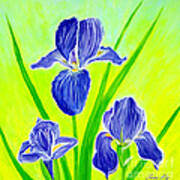 Beautiful Iris Flowers Card Art Print
