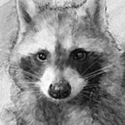 Beautiful Raccoon Art Print